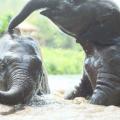 Thai Elephant Home Preview